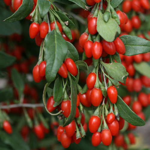 CHIẾT XUẤT KỶ TỬ (Phục hồi)